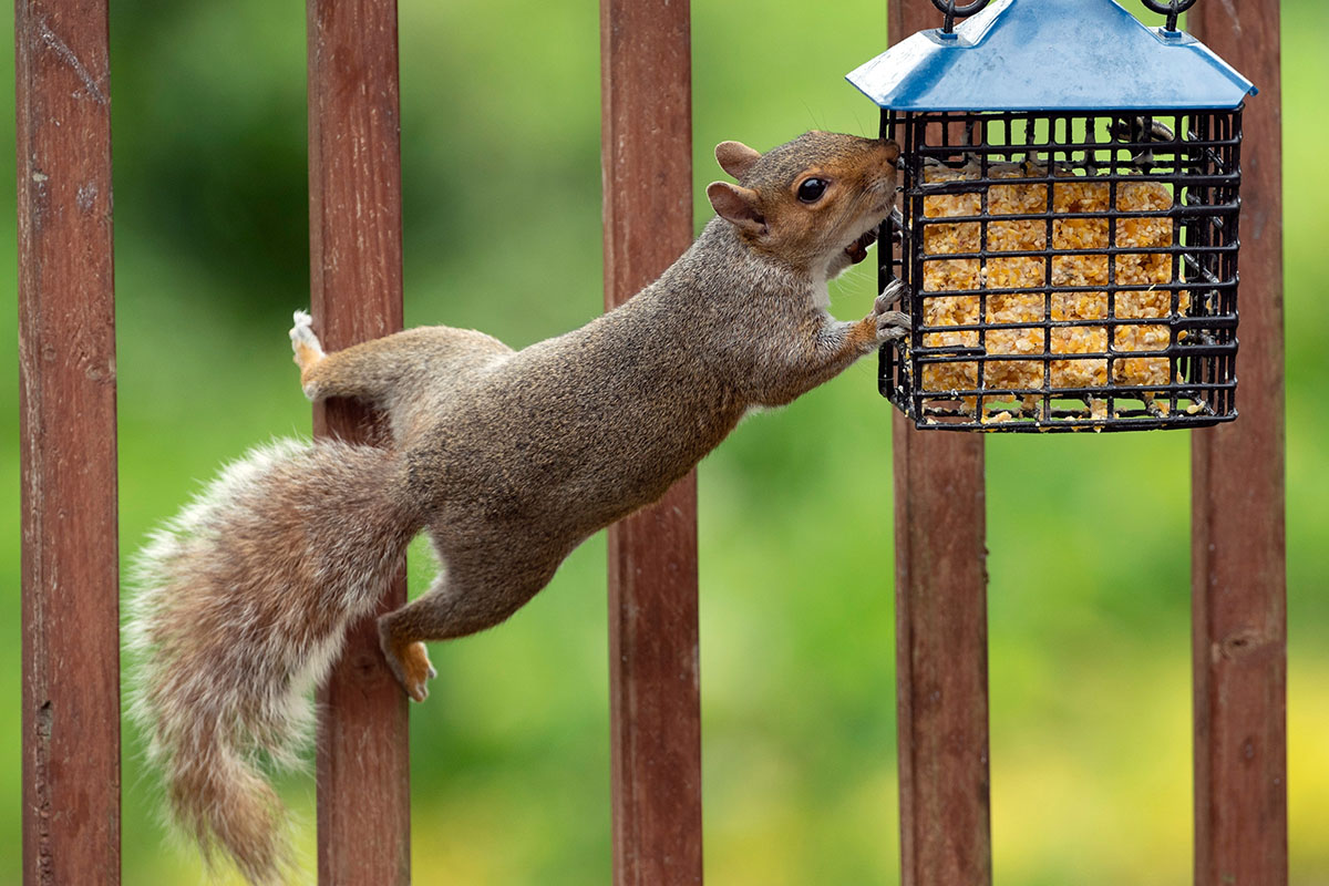 how-to-prevent-raccoons-and-squirrels-from-eating-from-your-suet-feeders