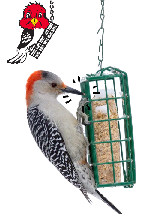 Suet Feeders Accessories 2