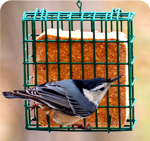 Hot Pepper Suet Stat 1