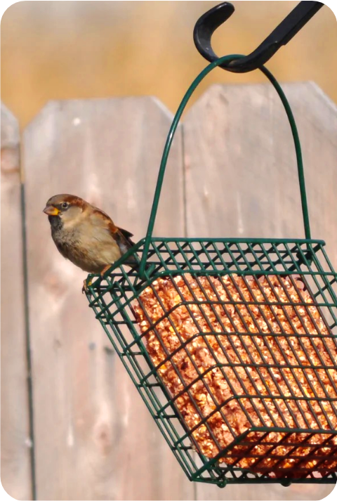 Hot Pepper Suet 1