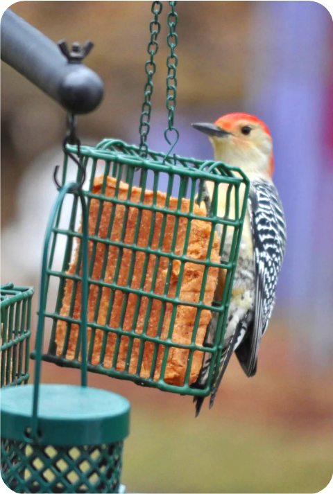 Hot Pepper Suet 2