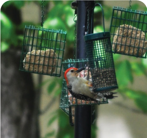 No Melt Suet Cakes Stat 2
