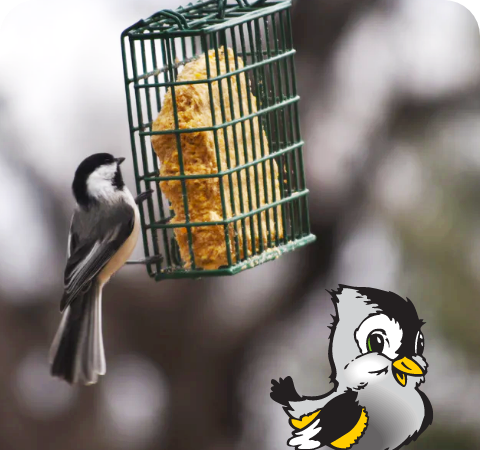 No Melt Suet Cakes Stat 3