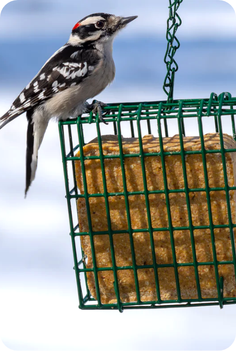 No Melt Suet Cakes image 1