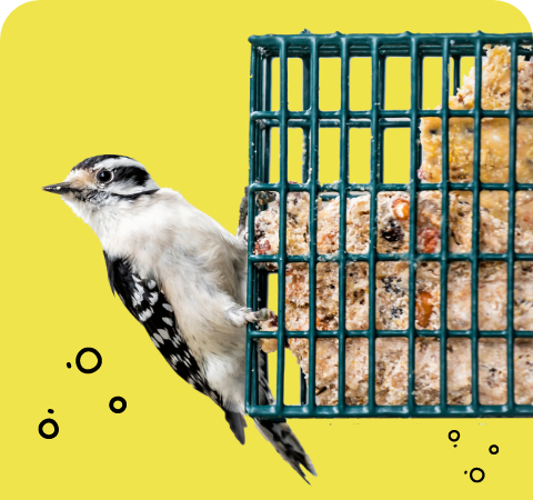 Seed Cake Snaks Stat 1