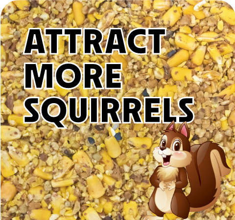 Squirrel Feeding Stat 2