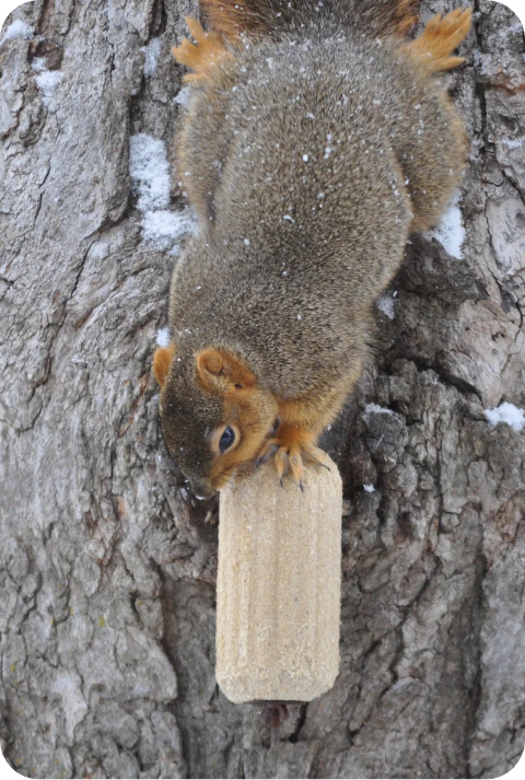 Squirrel Feeding 1