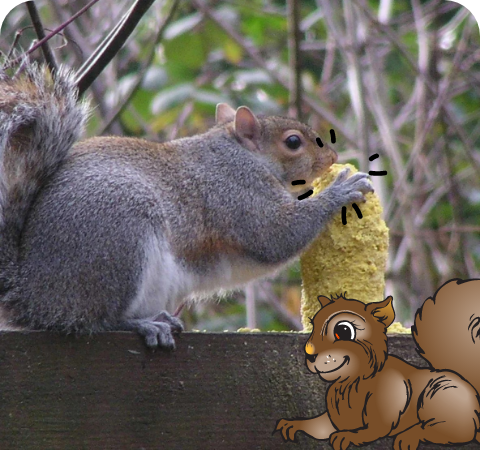 Squirrel Feeding Stat 3