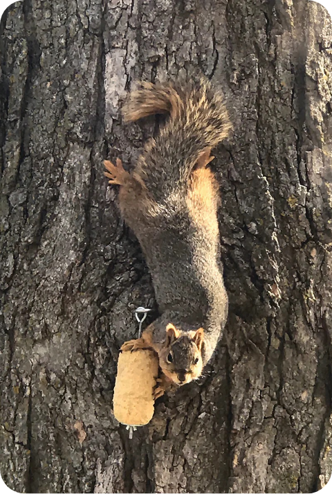 Squirrel Feeding 2