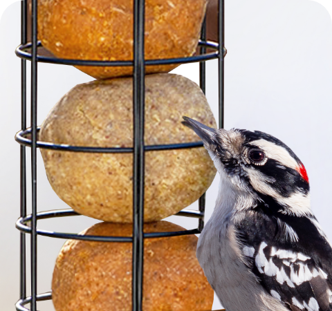 Suet Dough Balls Stat 2 1