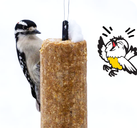 Suet Logs Stat 1