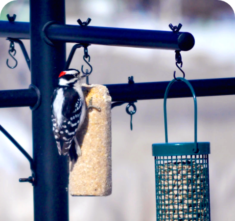 Suet Logs Stat 3