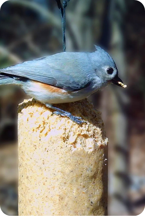Suet Logs image 1