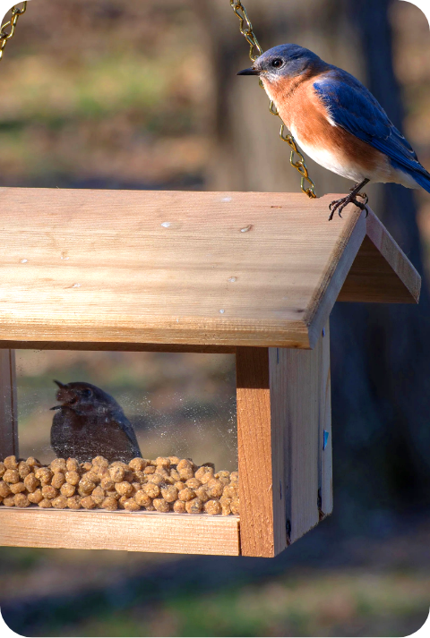 Suet Nuggets image 1