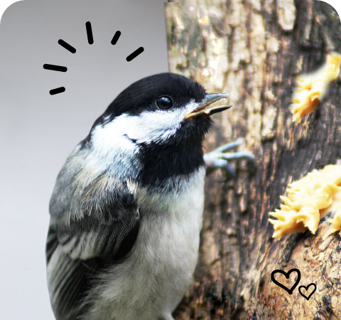 Suet Plugs Stat 3