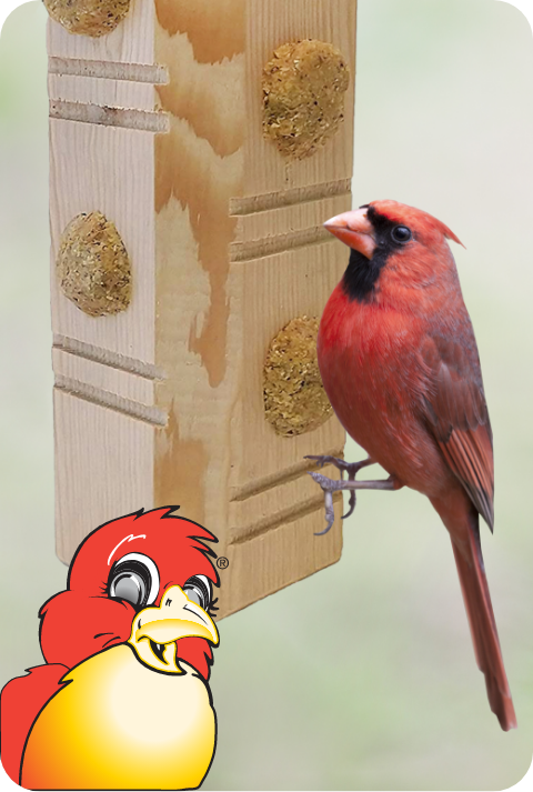 Suet Plugs 2
