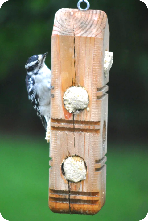 Suet Plugs image 1