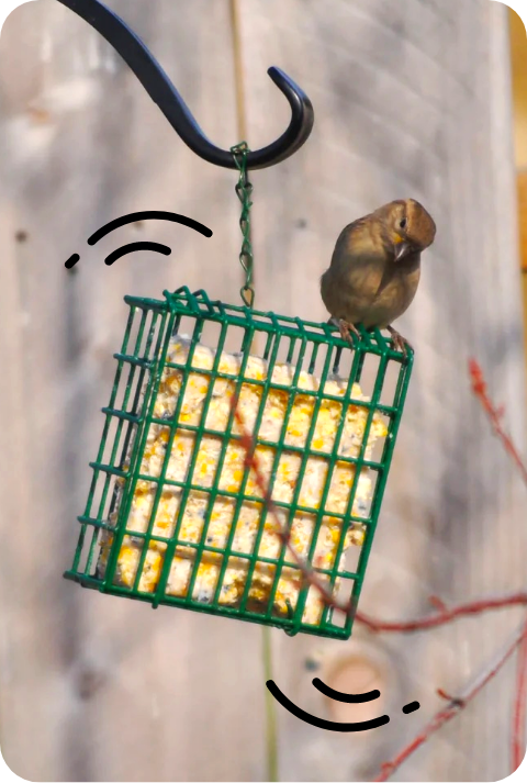 Suet Treats image 1
