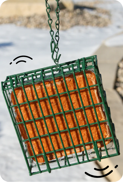 Suet Treats image 2