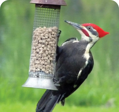 Woodpecker Suet Stat 1
