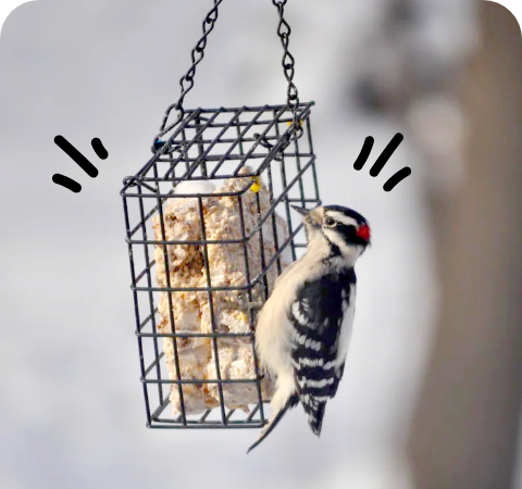 Woodpecker Suet Stat 3