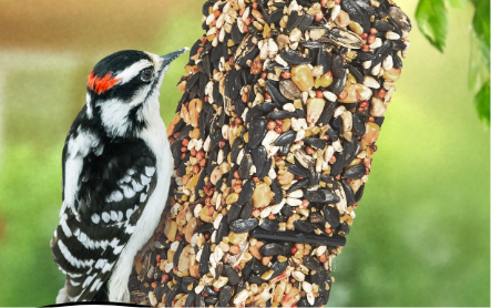 Black and white bird on suet