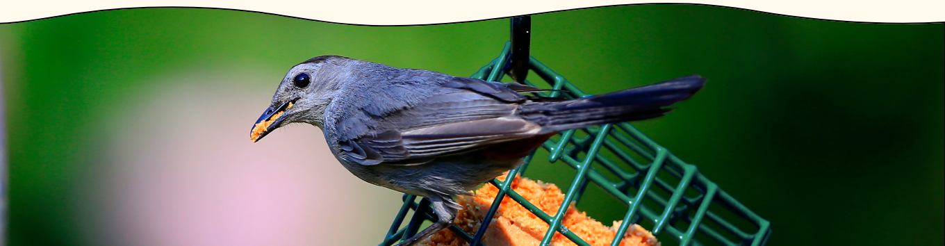 bird sitting on feeder
