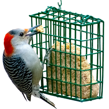 bird on suet cage