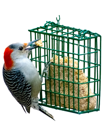 birdonsuetcagemobile