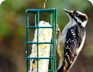 Home-Beginners Guide