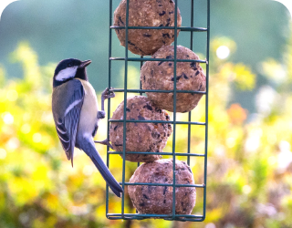 Home-The Chirp