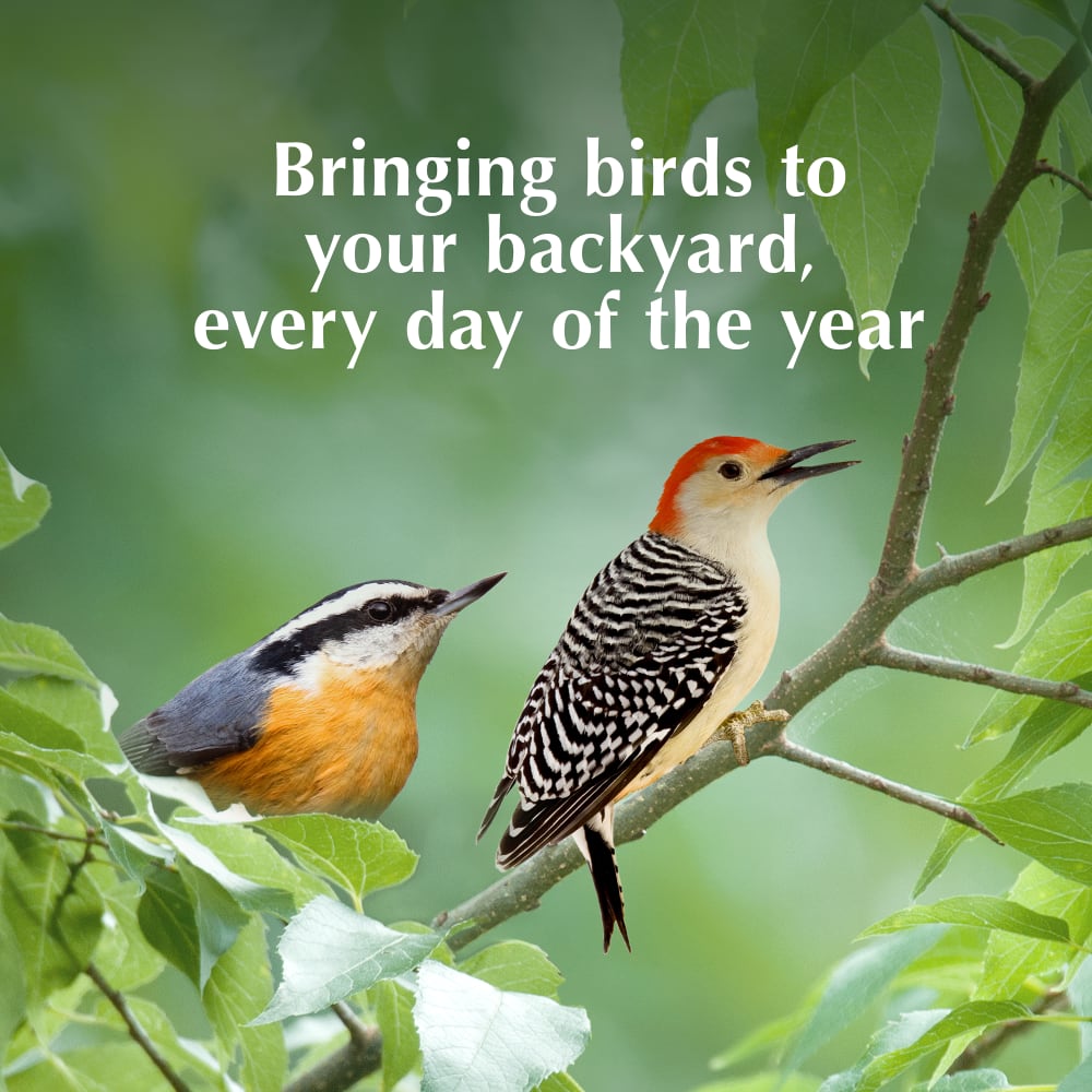 Bringing birds to your backyard every day of the year