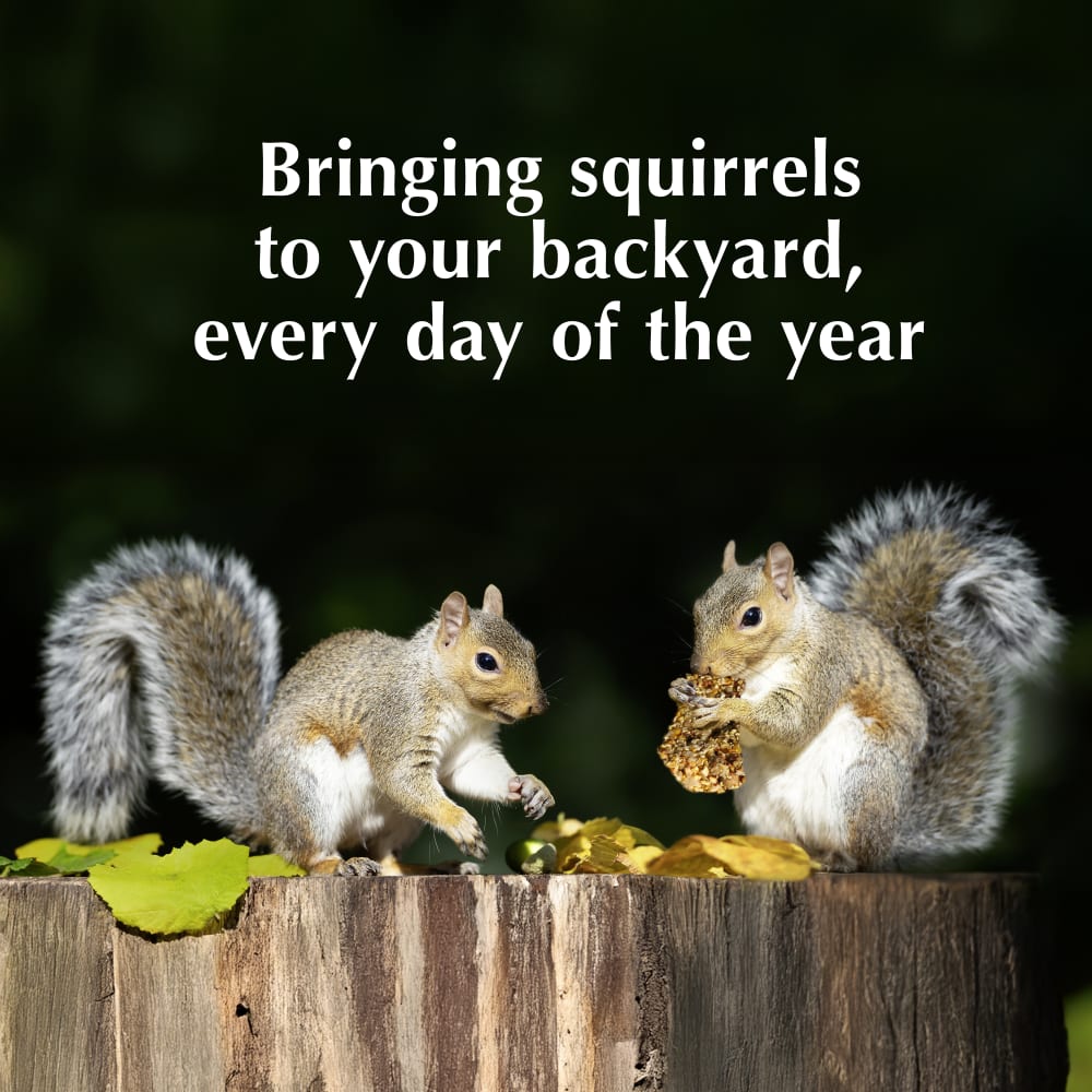 Bringing squirrels to your backyard every day of the year