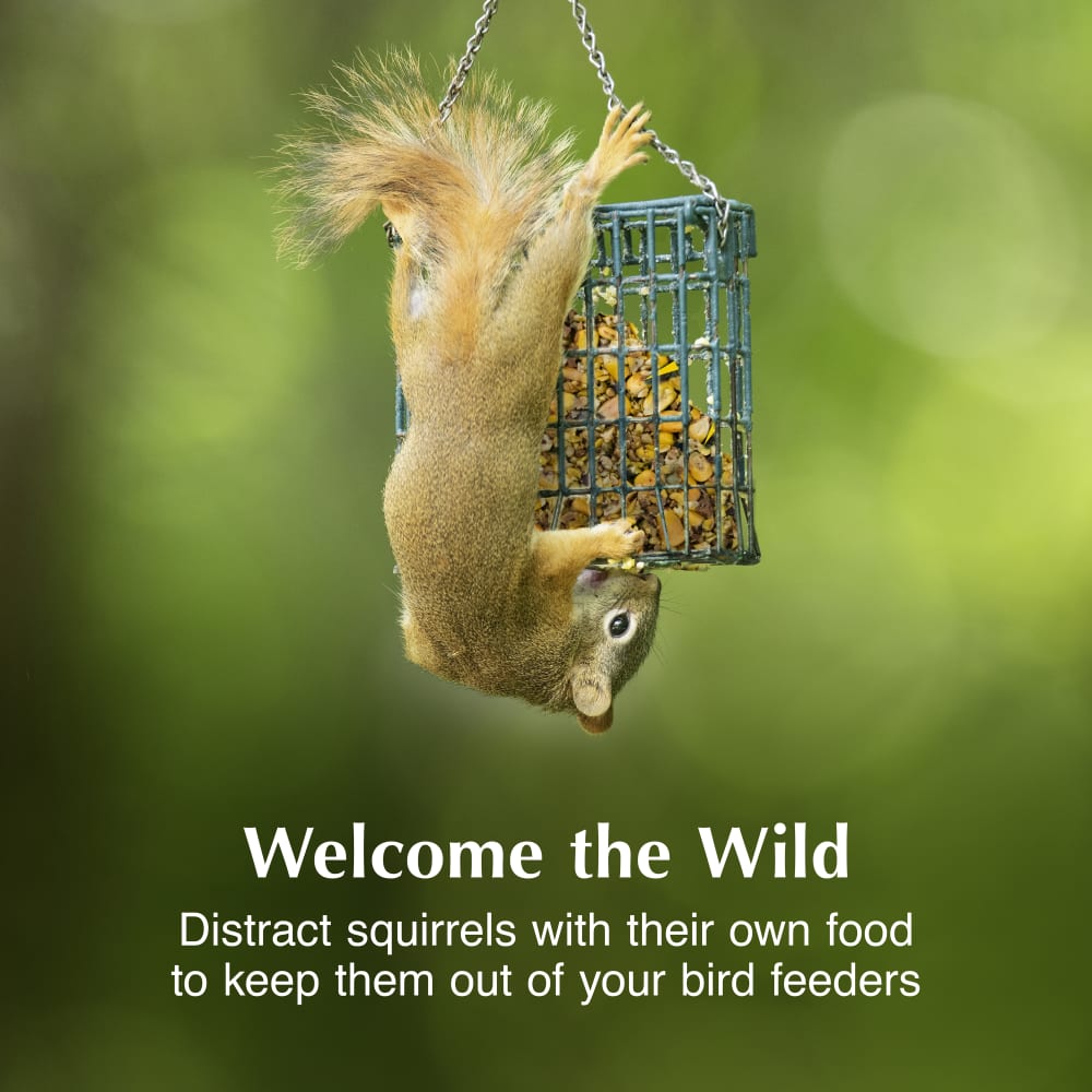 Distract squirrels with their own food to keep them out of bird feeders