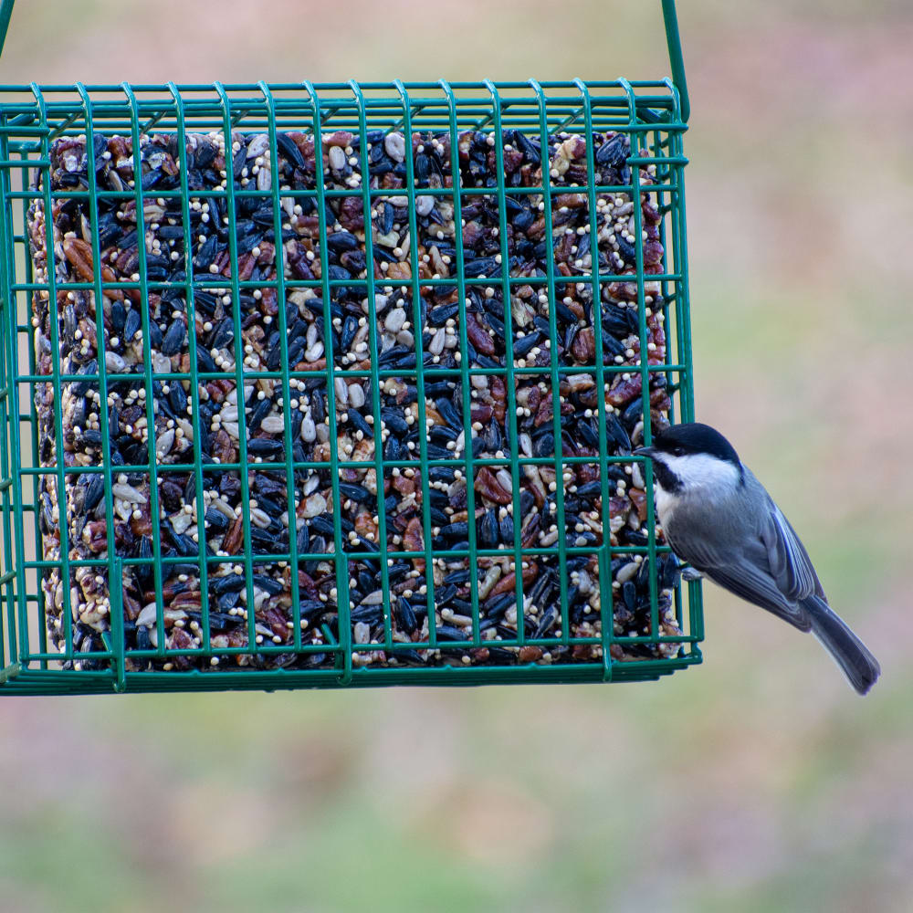 018222002139-candsproducts-songbirdsnak2lbs-lifestyle1