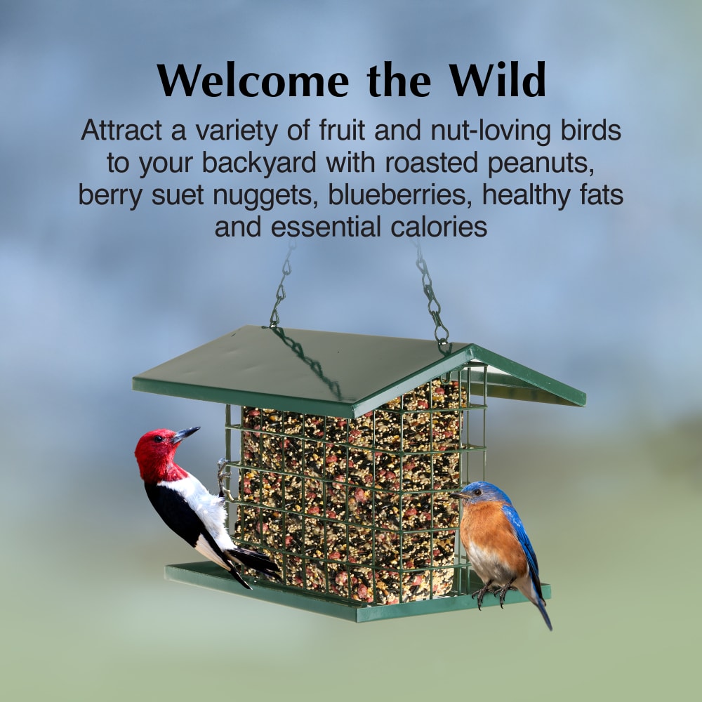 Attract a variety of fruit and nut-loving birds to your backyard