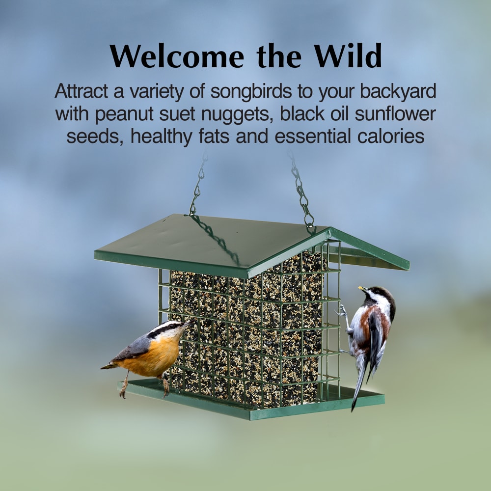 Attract a variety of suet eating birds to your backyard