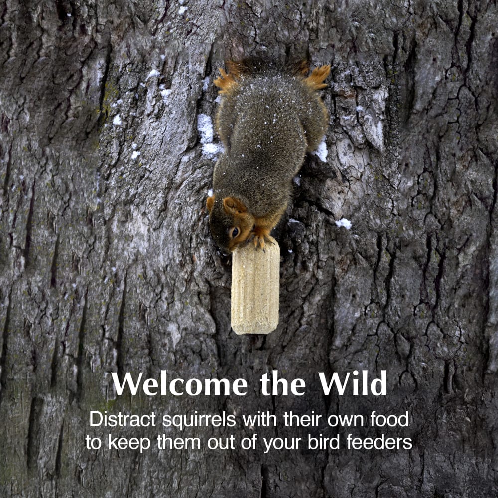 Keep squirrels out of your bird feeders