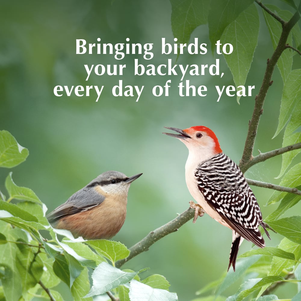 Bringing birds to your backyard, every day of the year
