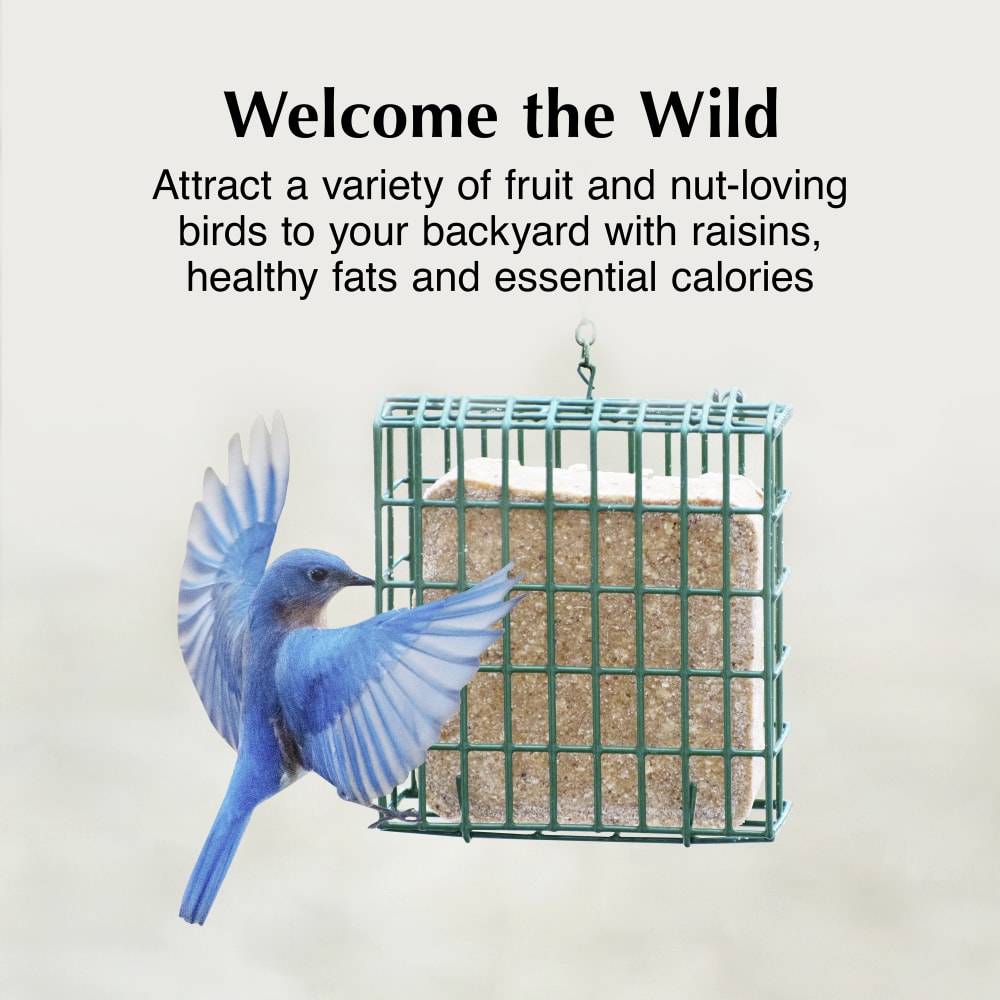 Attract a variety of fruit and nut-eating birds to your backyard