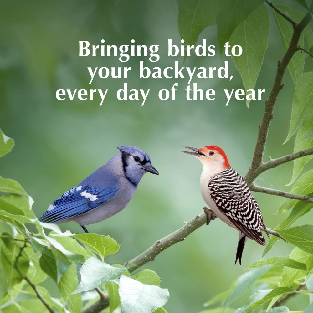 Bringing birds to your backyard, every day of the year