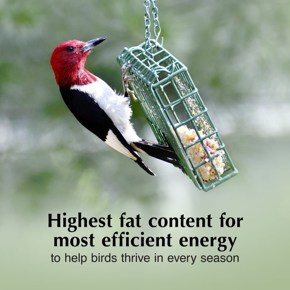 Highest fat content for most efficient energy to help birds thrive in every season