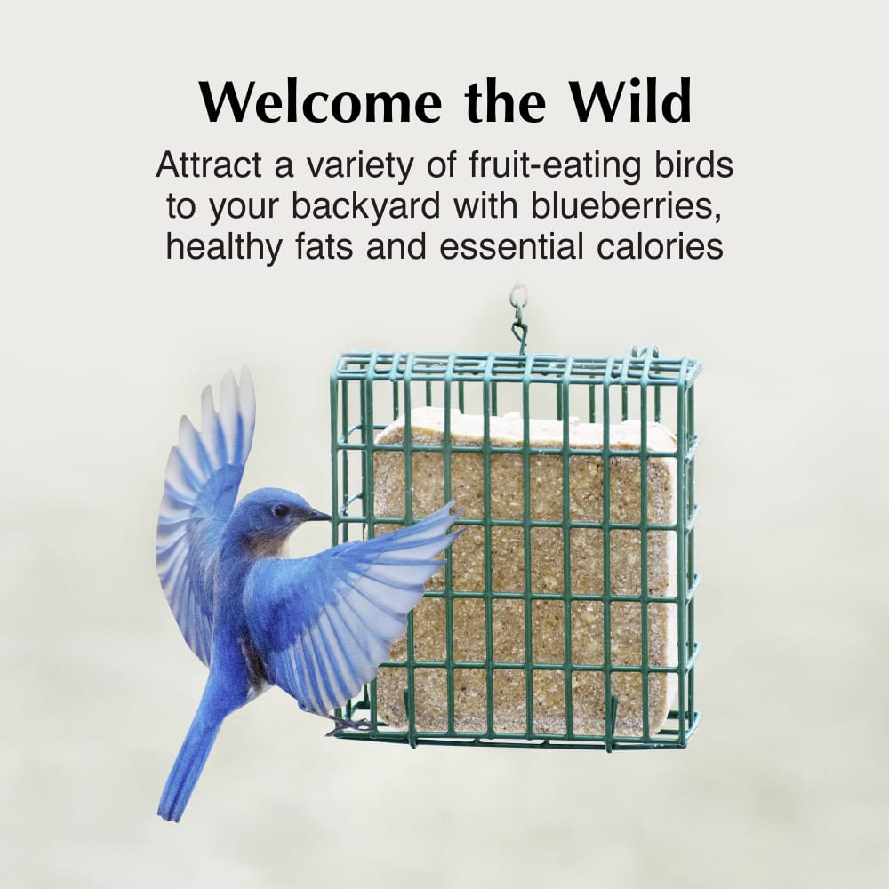 Attract a variety of fruit eating birds to your backyard