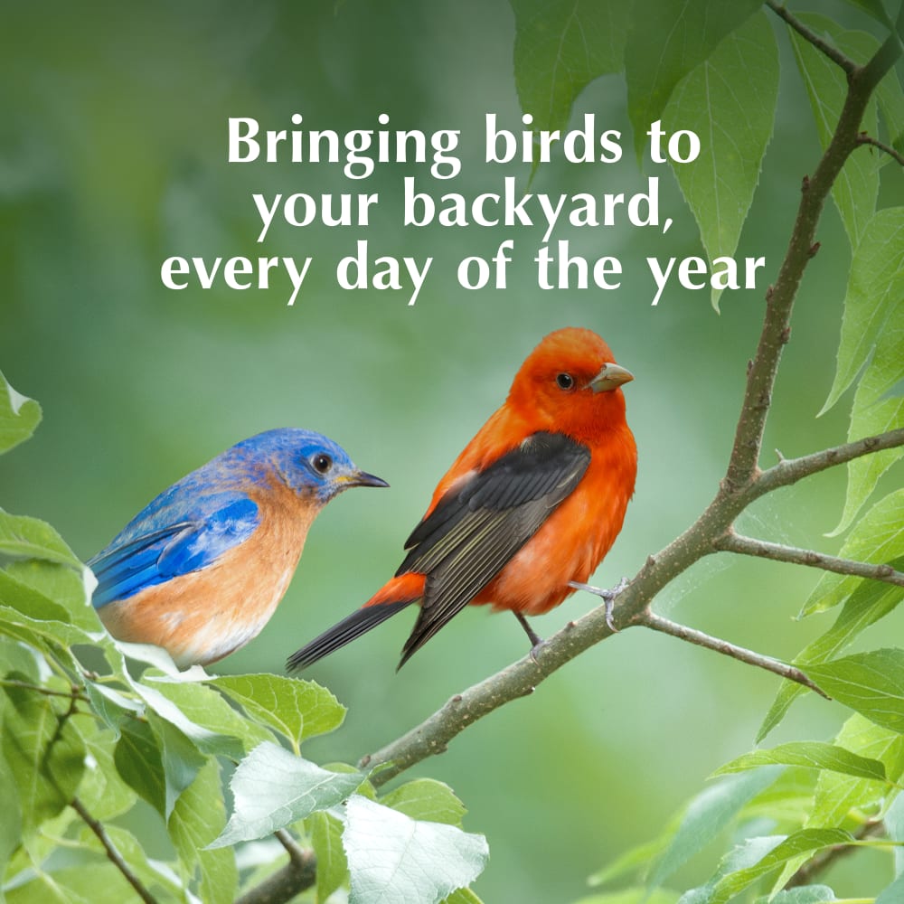 Bringing birds to your backyard every day of the year