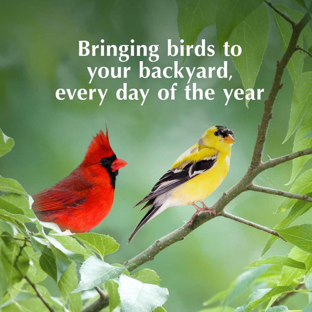 Bringing birds to your backyard every day of the year