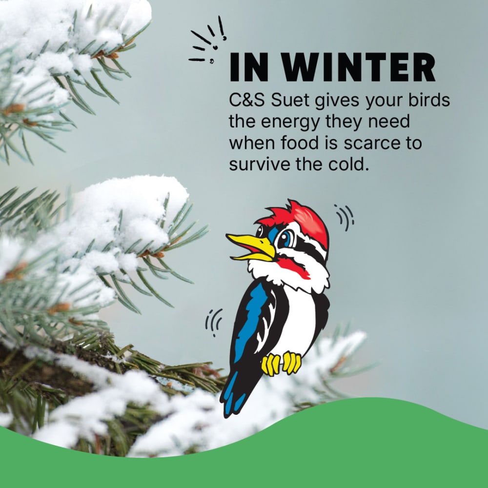 cs-digital-seasonal-winter-1080x1080