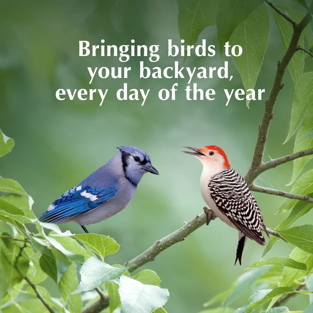 Bringing birds to your backyard, every day of the year