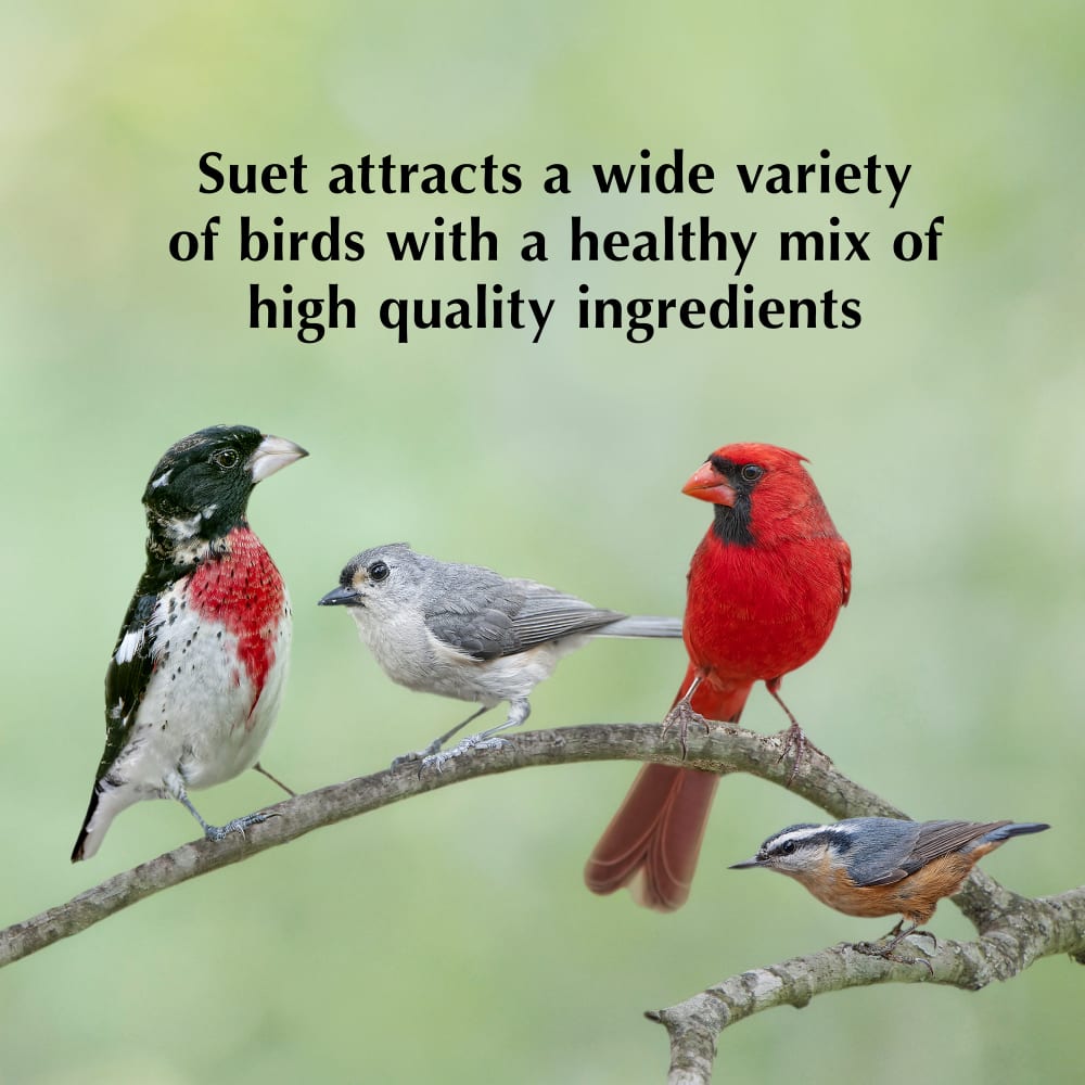Suet attracts a wide variety of birds with a healthy mix of high quality ingredients