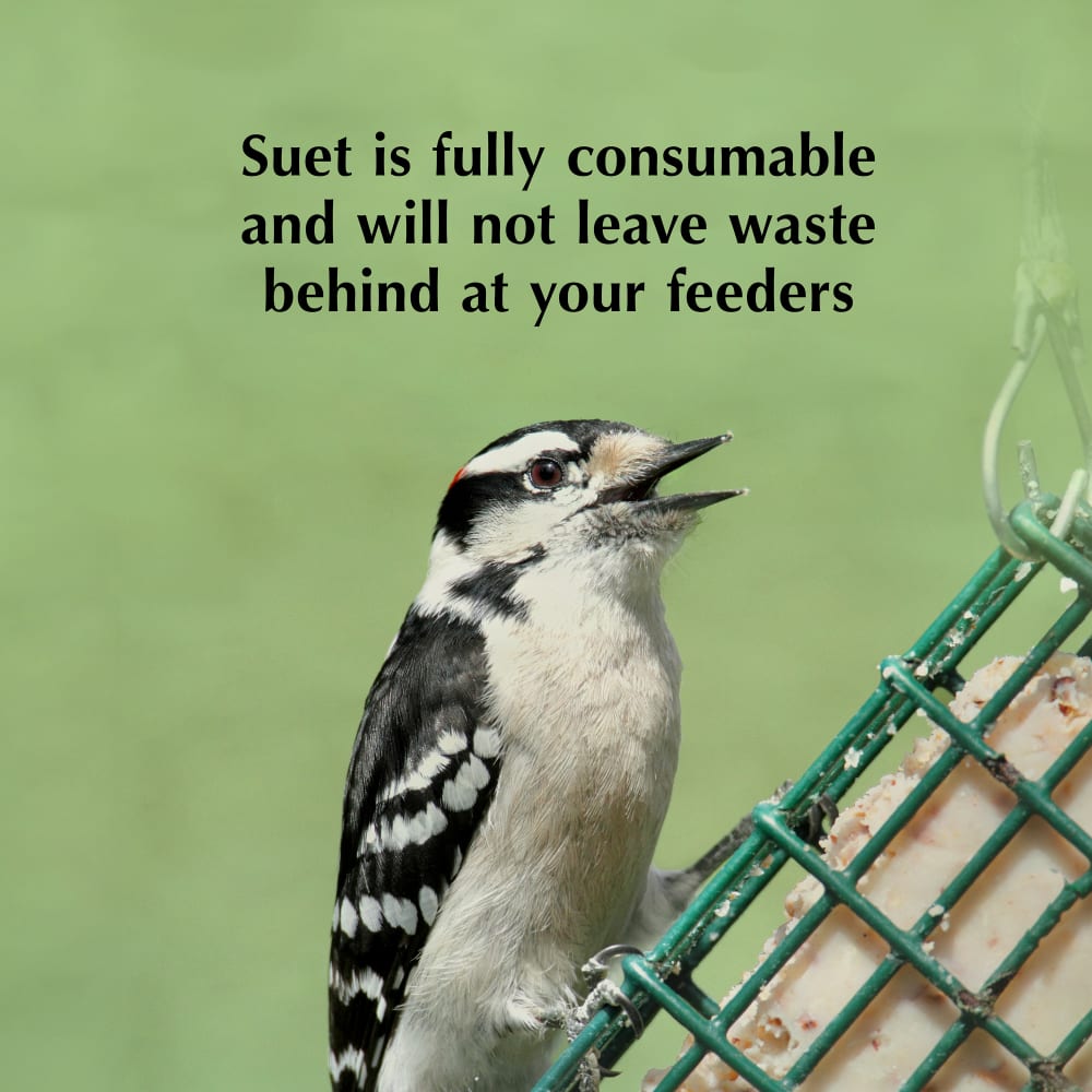 Suet is fully consumable and will not leave waste behind at your feeders