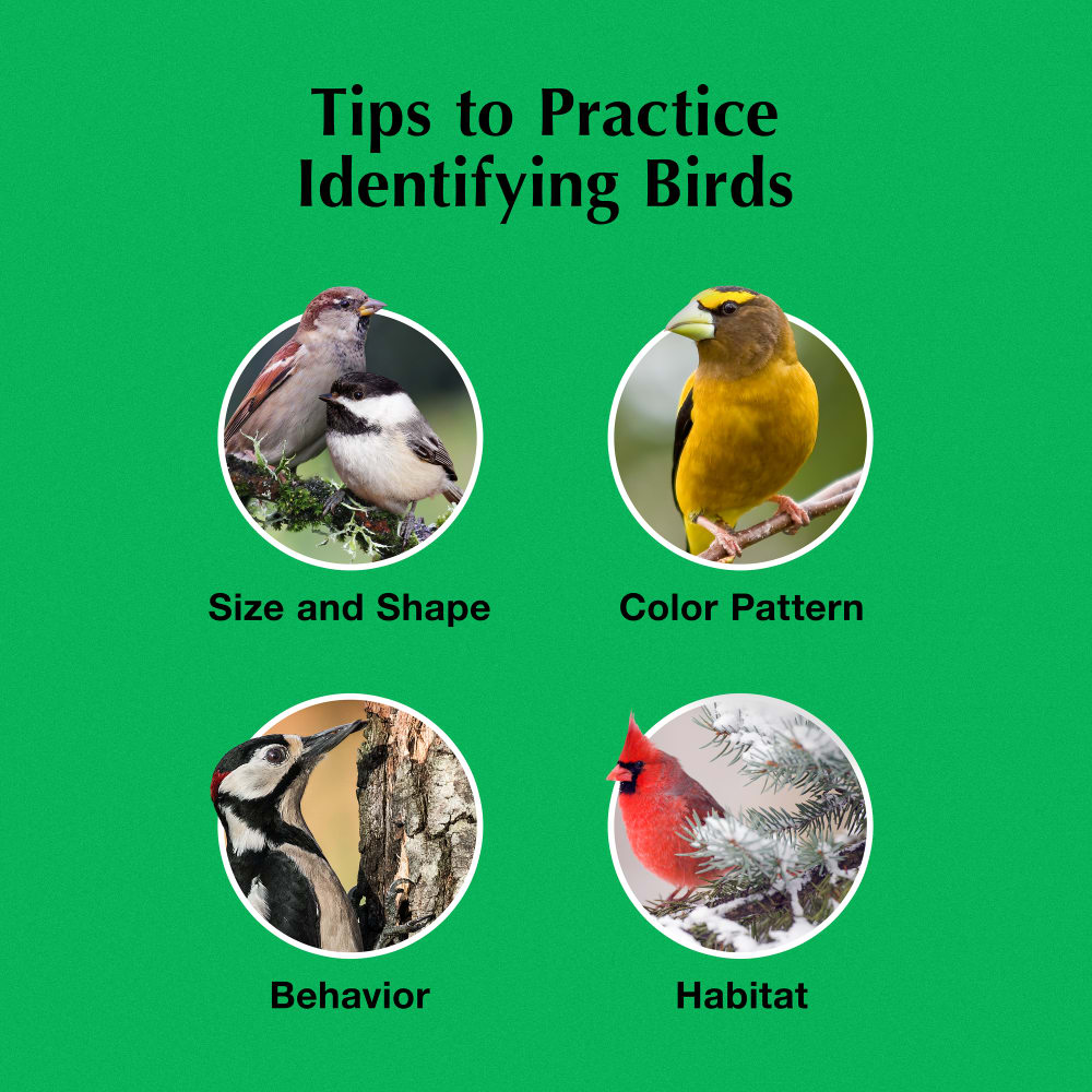 Things to look for when identifying birds are size and shape, color pattern, behavior and habitat